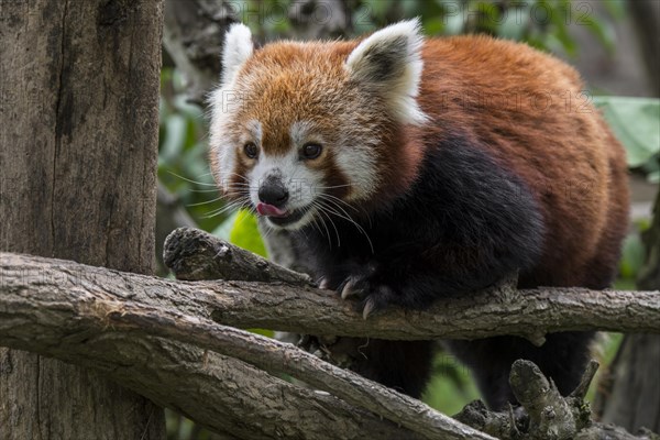 Red panda