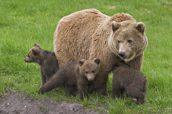 Eurasian brown bear