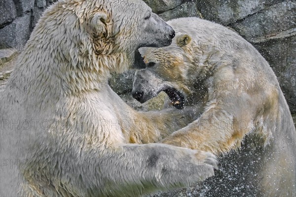 Two polar bears