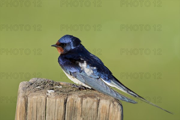 Barn swallow