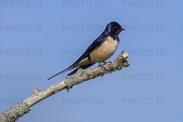 Barn swallow