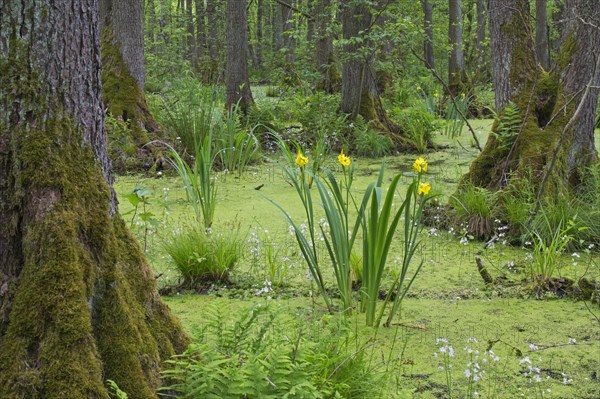 Alder carr showing black alder trees and aquatic plants like yellow flag