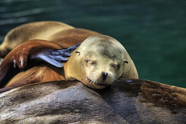 California sea lion