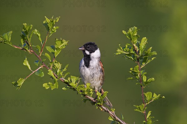 Common reed bunting