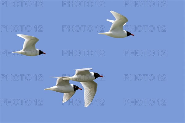 Four adult Mediterranean gulls