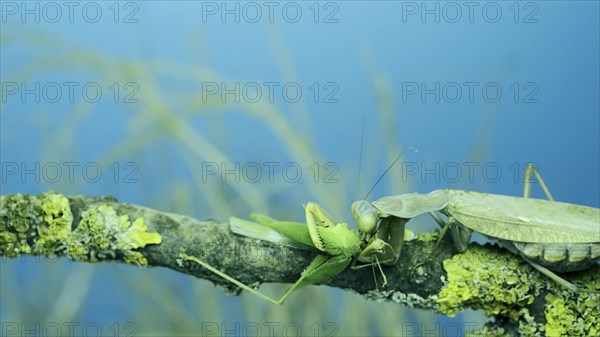 Large female green praying mantis greedily eating green grasshopper sitting on tree branch covered with lichen. Transcaucasian tree mantis