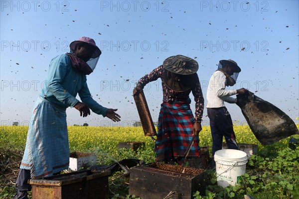 Bee keepers working in a bee farm near a mustards field in a village in Barpeta district of Assam in India on Wednesday 22 December 2021. The bee keeping business is one of the most profitable businesses in India. India has more than 3.5 million bee colonies. Indian apiculture market size is expected to reach a value of more than Rs. 30000 million by 2024