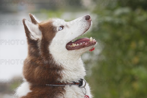 Siberian Husky