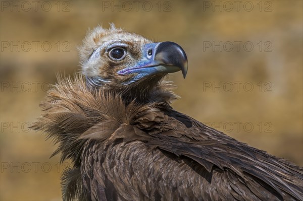 Cinereous vulture