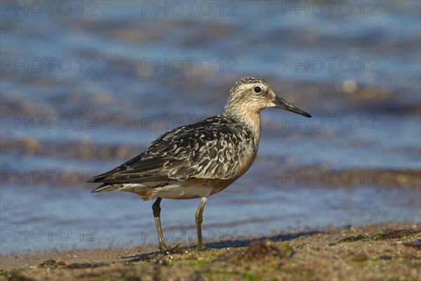 Red knot