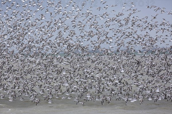 Red knots