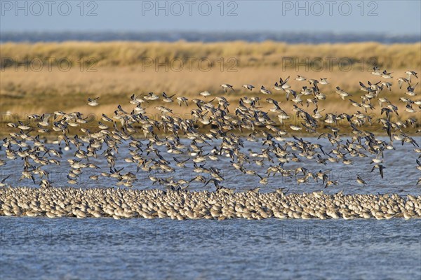 Red knot