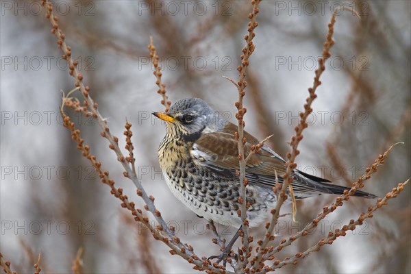 Fieldfare