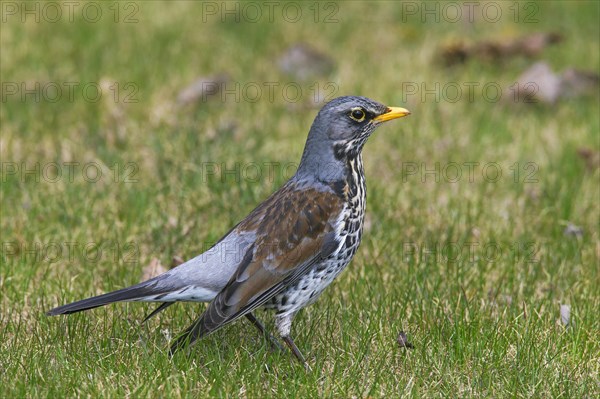 Fieldfare