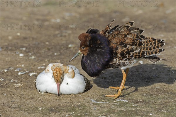 Two ruffs