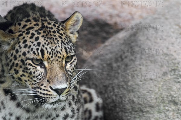 Persian leopard