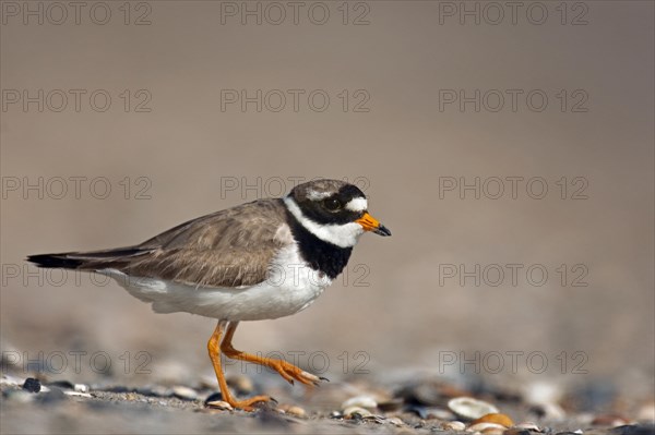 Common Ringed Plover