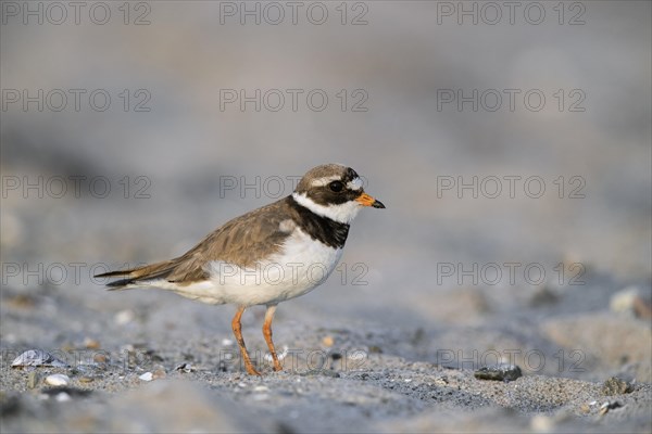 Common ringed plover