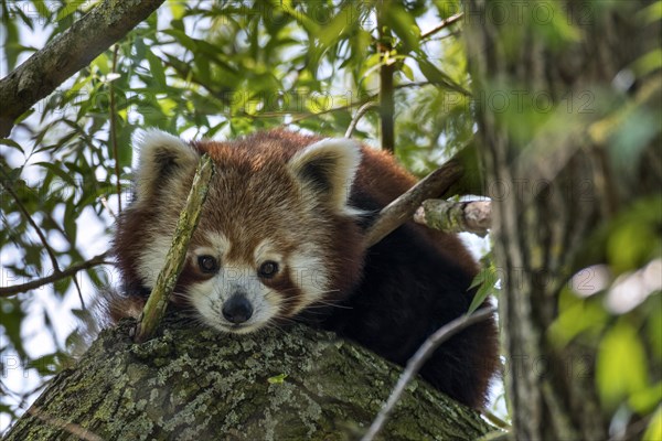 Curious red panda