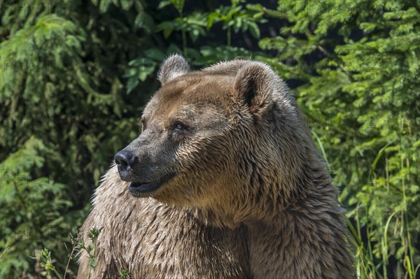 European brown bear