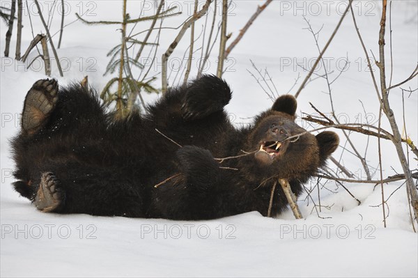 Two-year-old Eurasian brown bear