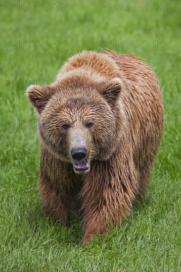 Aggressive Eurasian brown bear