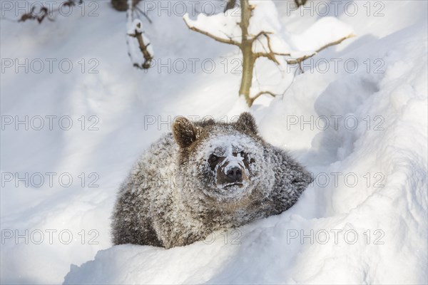 One year old brown bear