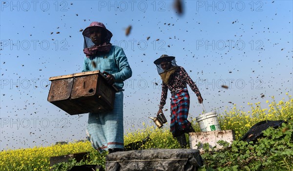 Bee keepers working in a bee farm near a mustards field in a village in Barpeta district of Assam in India on Wednesday 22 December 2021. The bee keeping business is one of the most profitable businesses in India. India has more than 3.5 million bee colonies. Indian apiculture market size is expected to reach a value of more than Rs. 30000 million by 2024