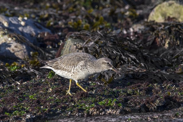 Red knot