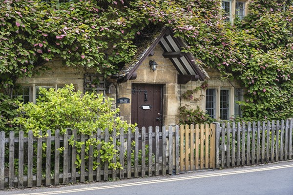 Typical yellow Cotswolds stone house with dense plant growth on the facade