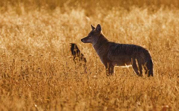 Coyote