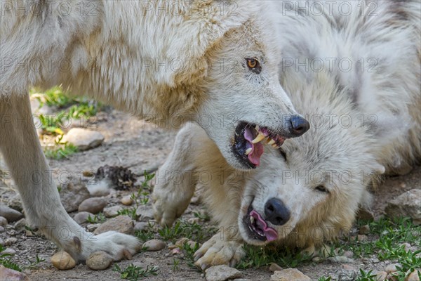 Two Arctic wolves