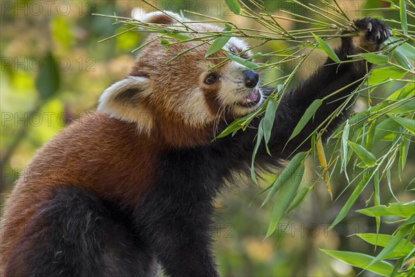 Red panda