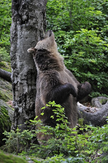 European Brown bear