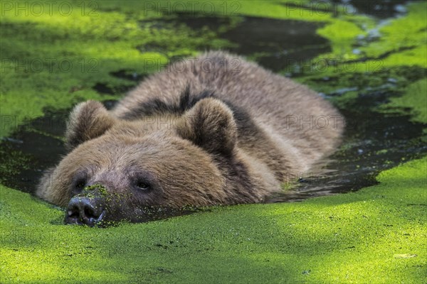 Brown bear