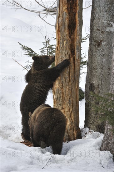 Two-year-old Eurasian brown bear