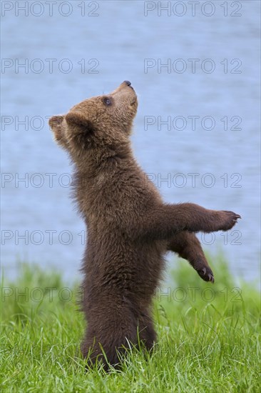 Eurasian brown bear