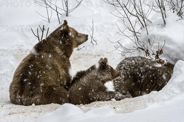 Female and two 1-year-old brown bear