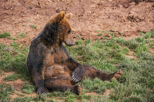 Portrait of Eurasian brown bear