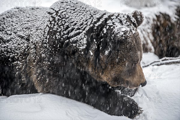 Close up of brown bear