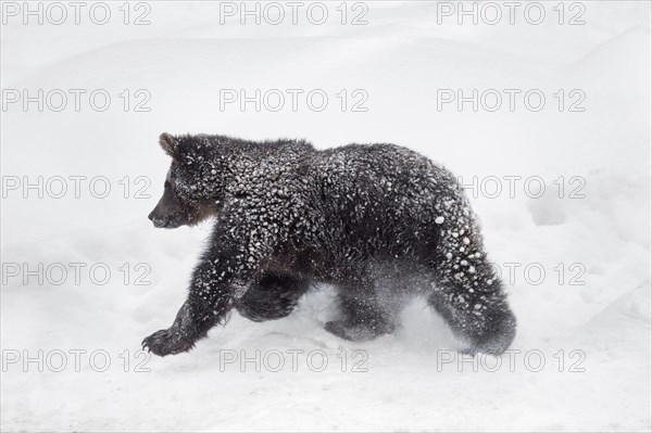 One year old brown bear