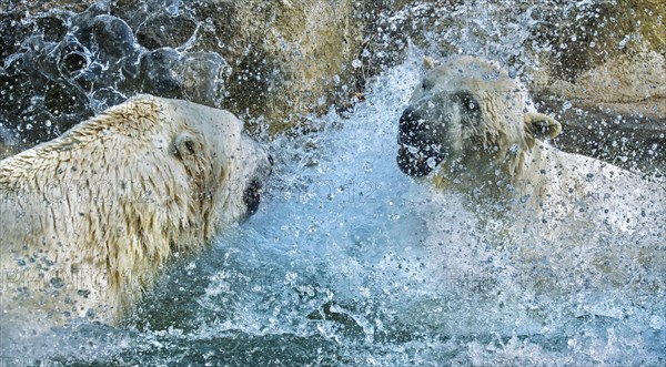 Two polar bears