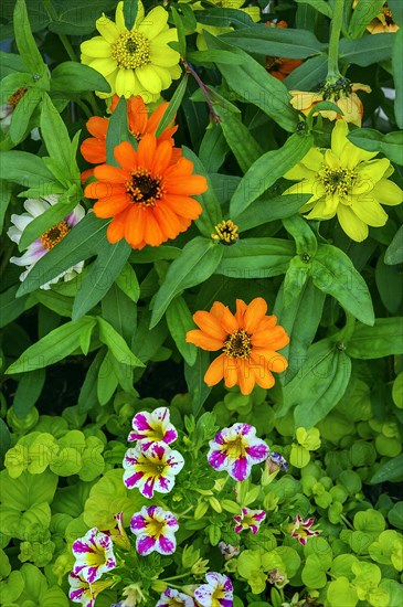 Zinnias