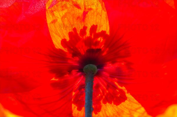 Gossip poppy