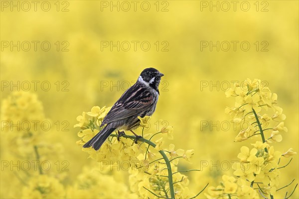 Common reed bunting