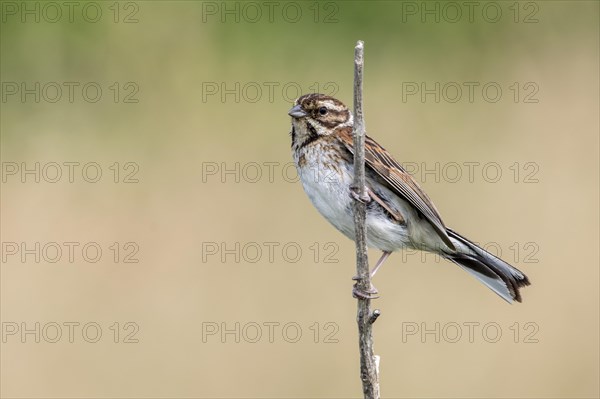 Common reed bunting