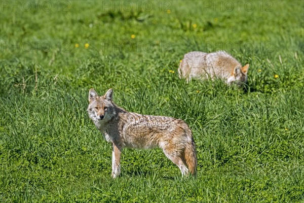 Two coyotes