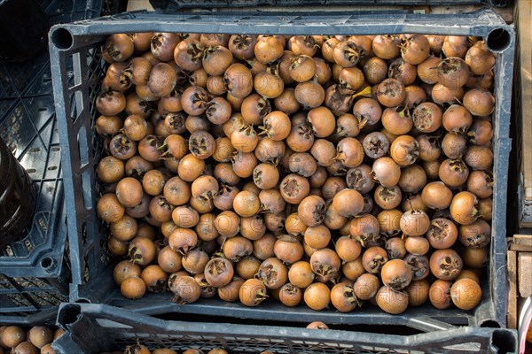 Freshly picked up ripe medlar