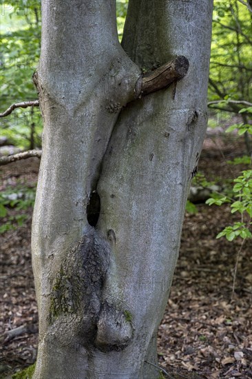 Tree trunk divided into twigs in the primeval forest Sababurg