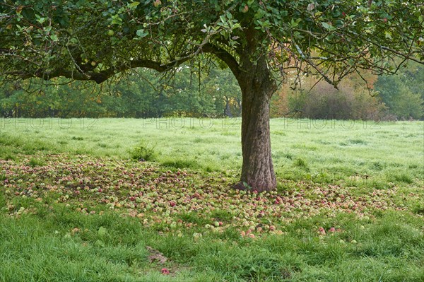 Apple tree